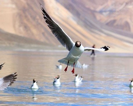 Pangong Lake Blue