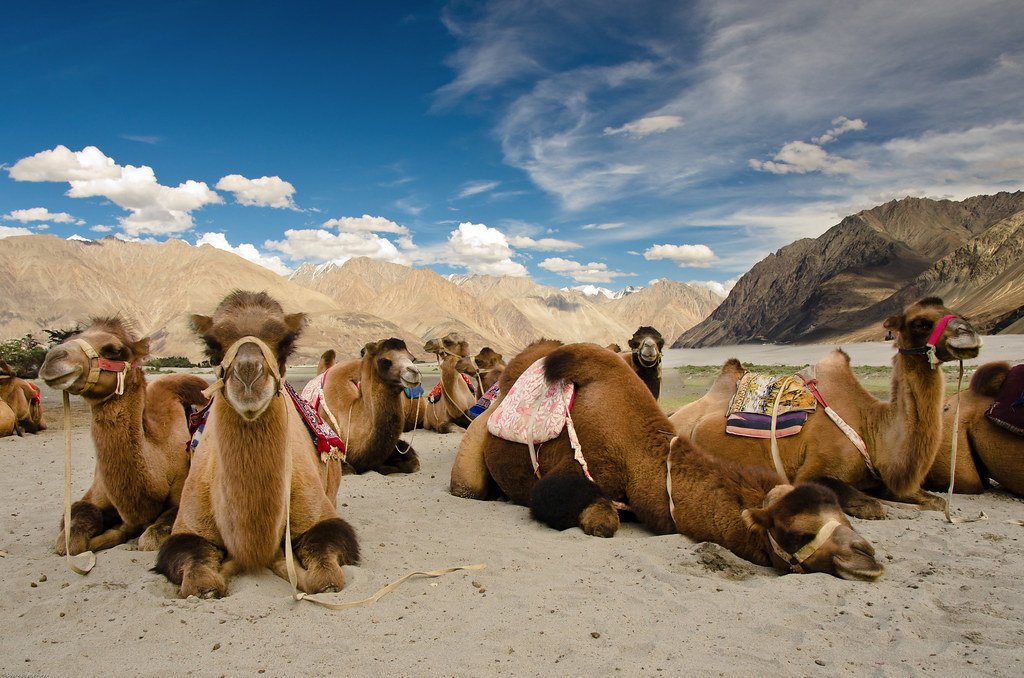 Bactrian Camels